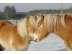 Tiere-Haflinger-Winter-01.jpg