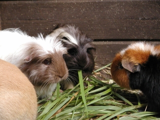 Tiere-Meerschweinchen-01.jpg