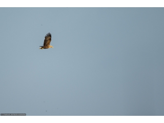 Umgebung-Naturbeobachtung-Seeadler.jpg