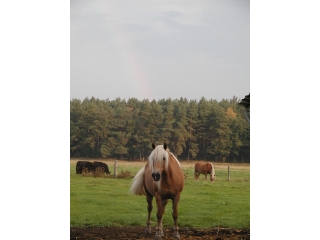 Tiere-Haflinger-Regenbogen.jpg