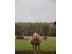 Tiere-Haflinger-Regenbogen.jpg