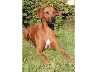 Tiere-Hofhund-Akeba.jpg