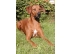 Tiere-Hofhund-Akeba.jpg
