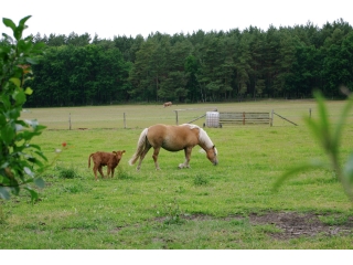 Tiere-Haflinger-Galloway-Kalb.jpg