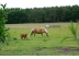 Tiere-Haflinger-Galloway-Kalb.jpg