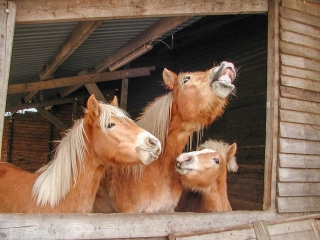 Tiere-Haflinger-Chor.jpg