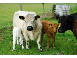 Tiere-Galloways-01.jpg