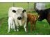 Tiere-Galloways-01.jpg