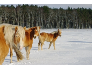 Tiere-Haflinger-Winter-02.jpg