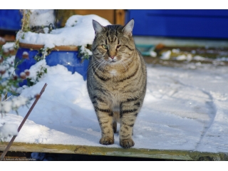 Tiere-Hauskatze-Eyeless.jpg