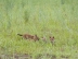 Umgebung-Naturbeobachtung-Fuchs.jpg